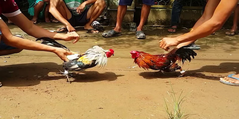 Điểm giao lưu của những tay chơi đá gà  