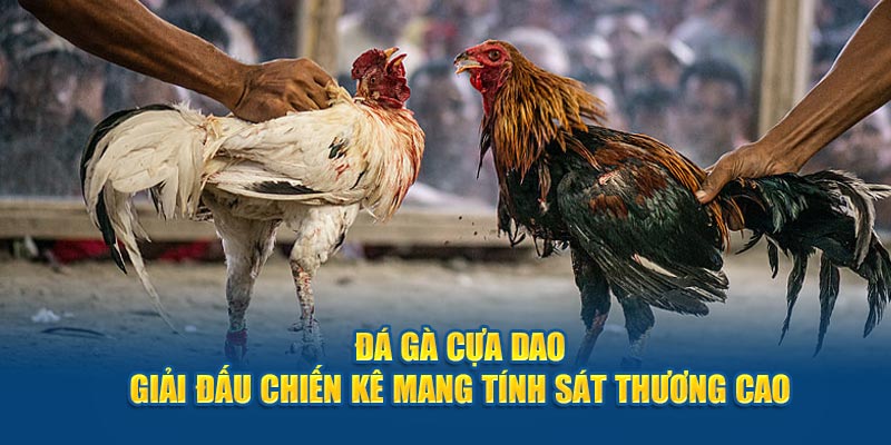 Đá gà cựa dao mang tính sát thương cực kỳ cao