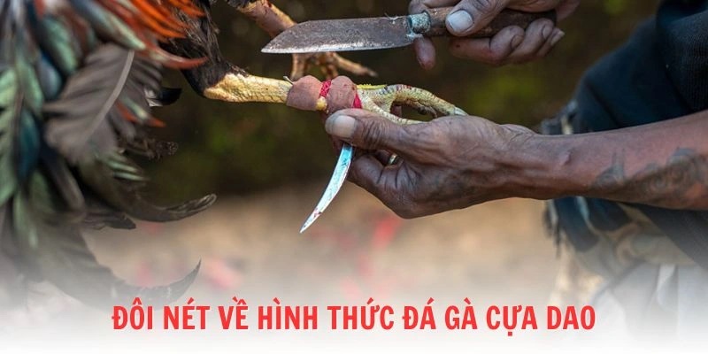 Đôi nét sơ qua về đá gà cựa dao